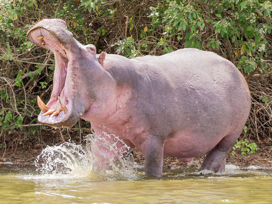 Hippopotame amphibie, Hippopotamus amphibius