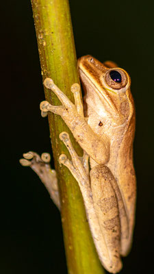 Veragua cross-banded tree frog , Smilisca sordida