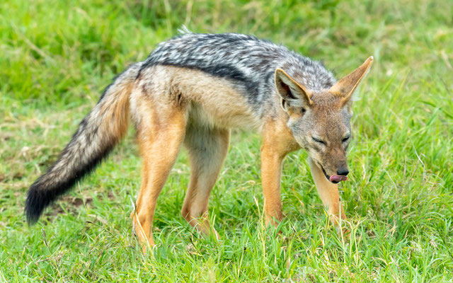 Black-backed jackal , Canis mesomelas