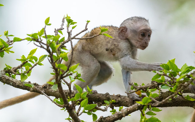 Young Grivet , Chlorocebus aethiops