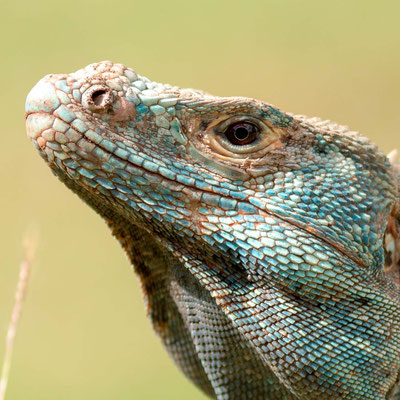 Iguane commun, Iguana iguana