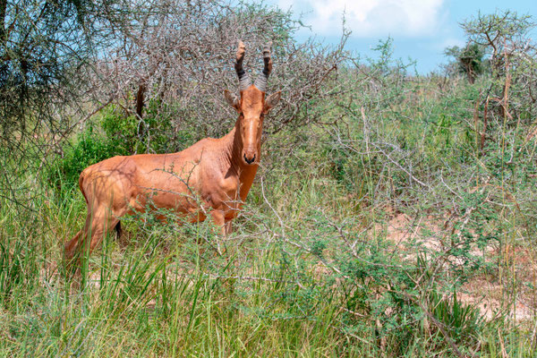 Bubale rouge, Alcelaphus buselaphus lelwel