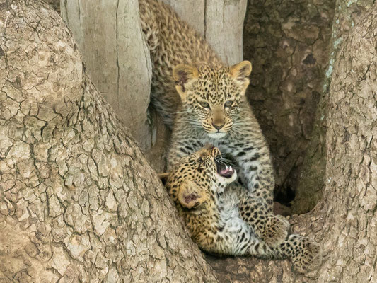 Fratrie de  Léopard, Panthera pardus