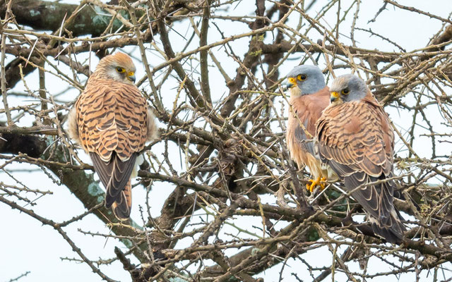 Faucon crécerellette, Falco naumanni 