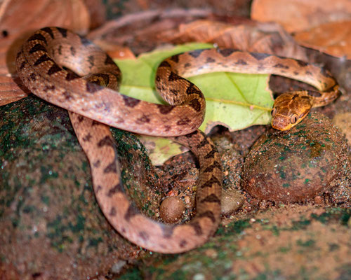 Northern cat-eyed snake, Leptodeira septentrionalis