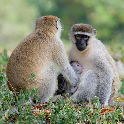 Vervet Bleu, Chlorocebus pygerythrus