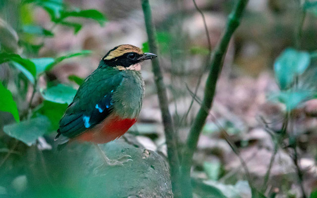 La fameuse et très discrète Brève à poitrine verte, Pitta reichenowi