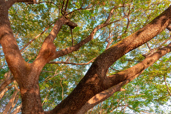 Arbre majestueux accueillant les Sapajou capucins pour une bonne sieste