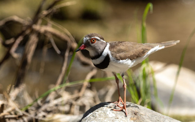 Pluvier à triple collier, Charadrius tricollaris