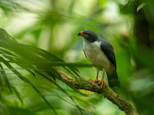 Buse semiplombée, Leucopternis semiplumbeus