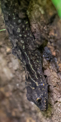 Cnemaspis sp.