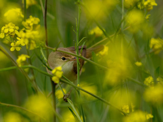 Eurasian Reed Warbler, Acrocephalus scirpaceus