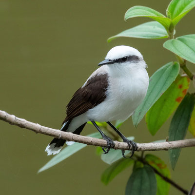 Moucherolle aquatique, Fluvicola nengeta