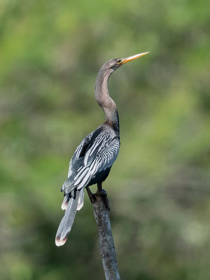  Anhinga d'Amérique, Anhinga anhinga