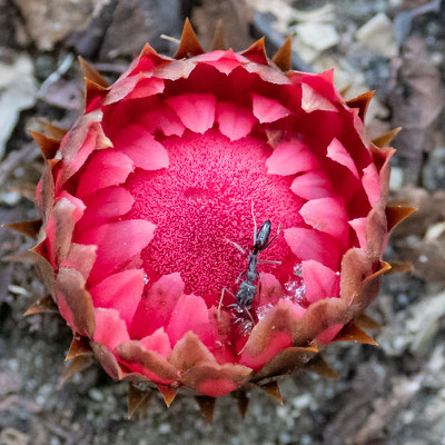 Thonningia sanguinea
