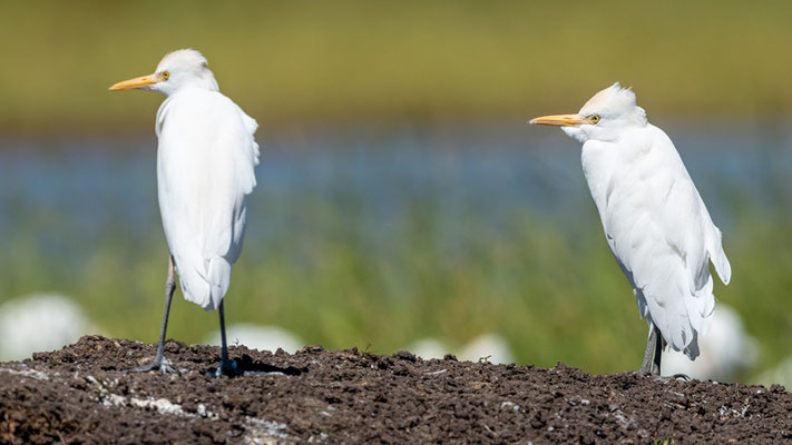 Héron garde-bœuf, Bubulcus ibis. Lac Chelekleka
