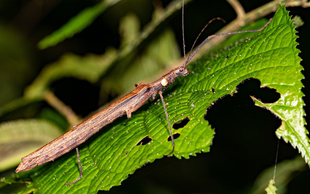 Pseudophasma sp. (peut-être unicolor)