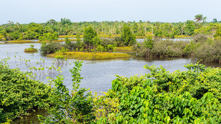 Ebi Mangrove wetland near Ankasa and famous for Hartlaub's Duck which we missed 