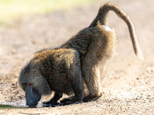 Olive Baboon, Papio anubis