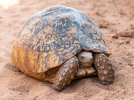 Tortue léopard,  Stigmochelys pardalis