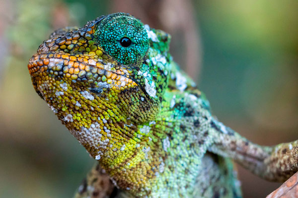 Caméléon des Rwenzoris, Trioceros jacksonii femelle.