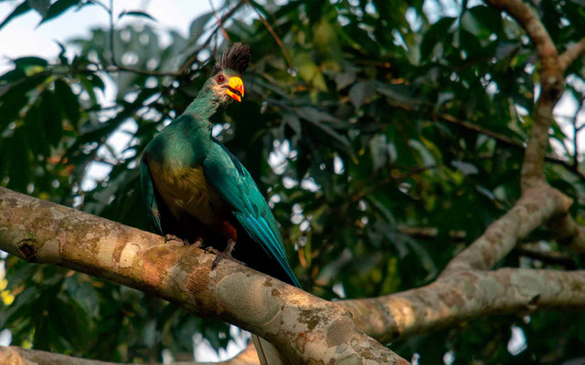 Touraco géant, Corythaeola cristata