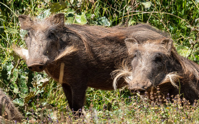 Phacochère commun, Phacochoerus africanus 