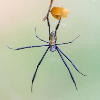 Trichonephila sp. ( Araignée)