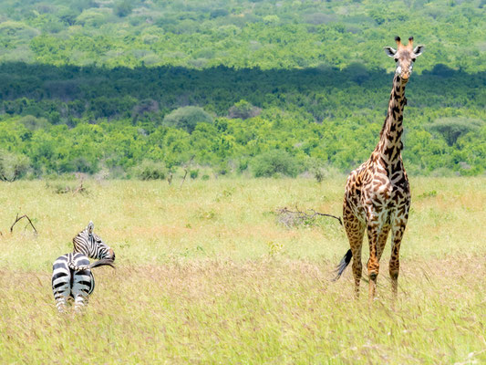 Girafe, Giraffa camelopardalis et Zèbre de Grant, Equus quagga boehmi