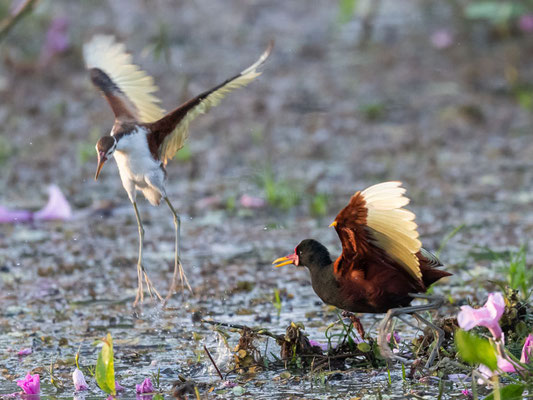  Jacana Noir, Jacana jacana