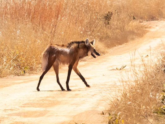 Loup à Crinière, Chrysocyon brachyurus