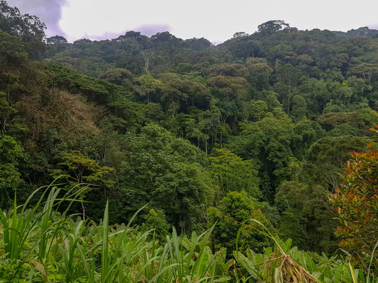 Début d'une forêt en réserve dans les montagnes Uluguru