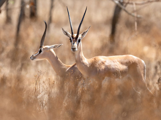 Gazelle de Grant, Gazella granti. Parc national d' Abijatta- Shalla