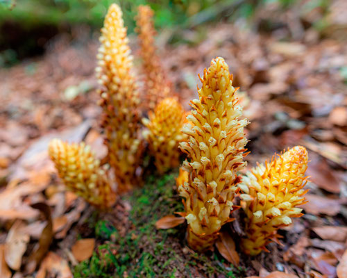 Conopholis alpina, plante parasite