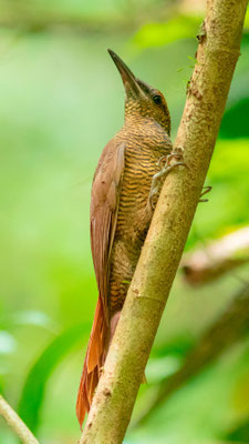 Grimpar vermiculé, Dendrocolaptes sanctithomae, PN de Carara