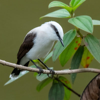 Moucherolle aquatique, Fluvicola nengeta