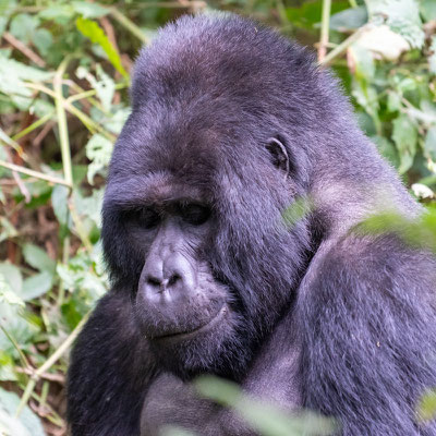 One of the highlights of the trip and one of the most beautiful and intense moments of our lives: Mountain Gorilla, Gorilla beringei beringei