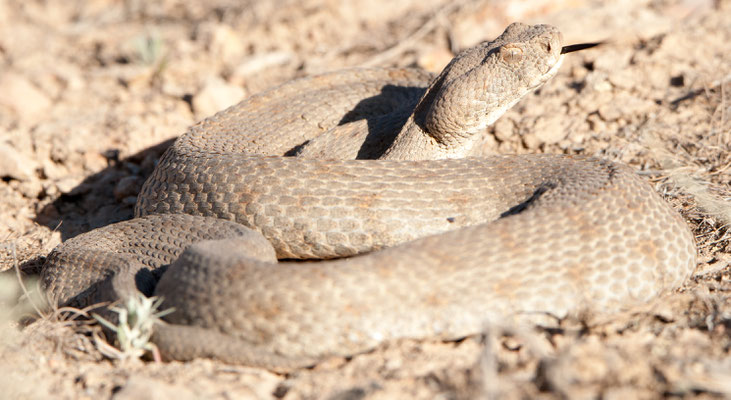 Levant viper,  Macrovipera lebetina. Golestan, Iran, may 2017