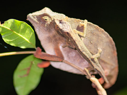 Rieppeleon brevicaudatus, femelle, le grand individu et Rhampholeon uluguruensis le petit animal qui est accroché à l'autre !