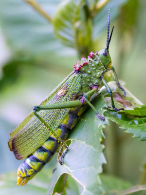 Phymateus viridipes