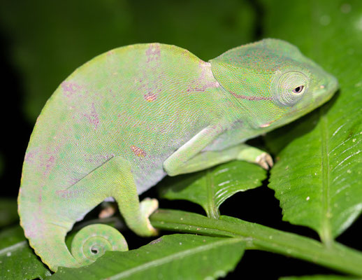 Caméléon des Usambara à trois cornes, Chamaeleo deremensis, femelle