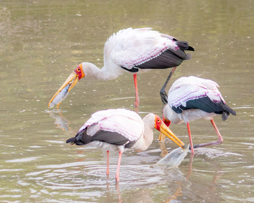 Tantale ibis, Mycteria ibis. Doho lodge 