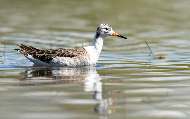 Combattant varié, Philomachus pugnax