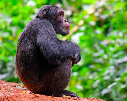 Chimpanzé, Pan troglodytes