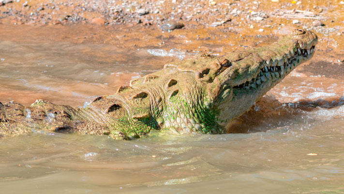 Crocodile d'Amérique, Crocodylus acutus, fleuve Tarcoles