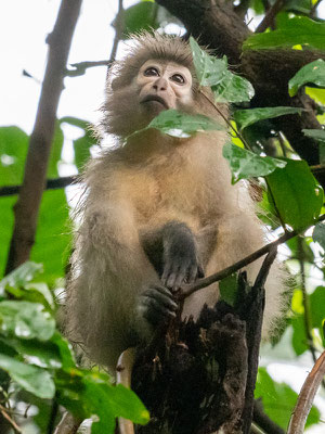 Sanje mangabey, Cercocebus sanjei