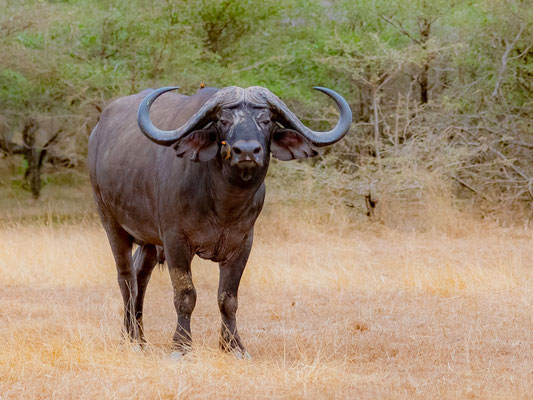 Buffle du Cap, Syncerus caffer caffer