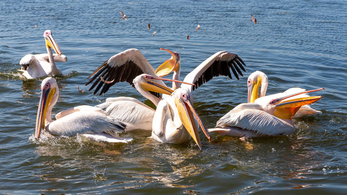 Great White Pelican, Pelecanus onocrotalus