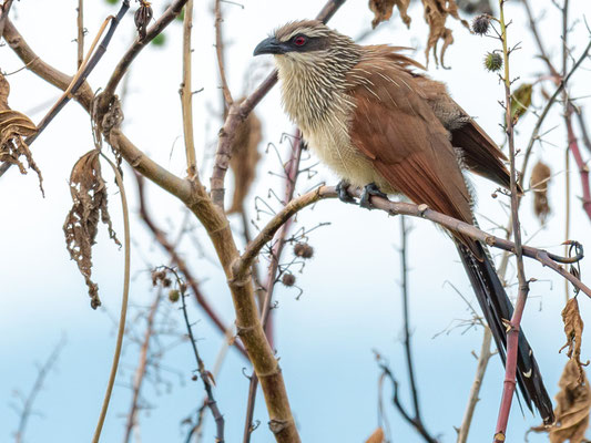 Coucal à sourcils blancs, Centropus superciliosus