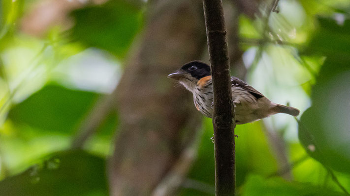 Eurylaime à flancs roux, Smithornis rufolateralis